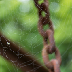 Entrapment - 70mm . f/2.8, ISO 200, 1/160s