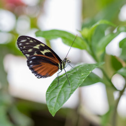 Love - 50mm, f/3.5, ISO 400, 1/100