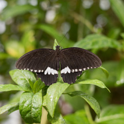 Joy - 50mm, f/3.5, ISO 400, 1/400