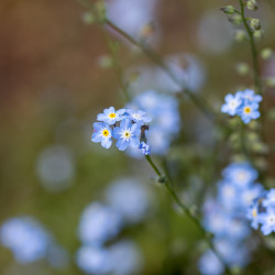 Forget Me Not - 100mm, f/4, ISO 200, 1/160s