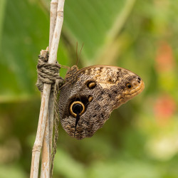 Protection - 100mm, f/4 ISO 800, 1/160s